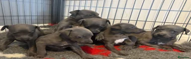 Whippet 4