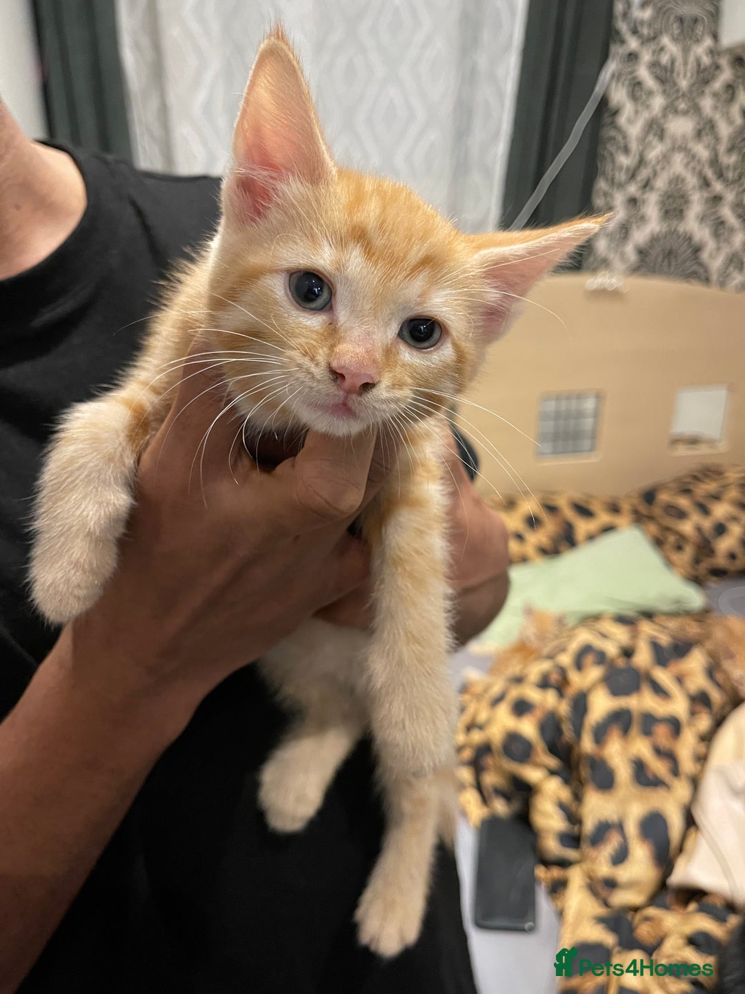 Mixed Breed cats for sale: Mix breed kittens  - Advert 4