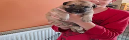 Sheprador dogs for sale: K.C registered German Shepherd × Labrodore pups  - Advert 26