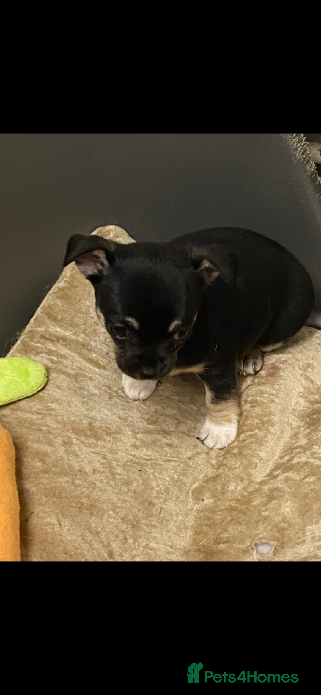 Chihuahua dogs for sale: Beautiful chihuahua female puppy - Image 6