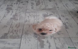 Poochon dogs for sale: Beautiful Poochon Puppies - Image 18