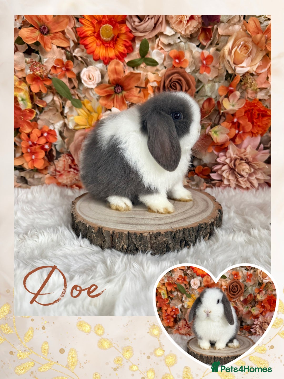 Mini Lop rabbits for sale: VACCINATED MINI LOPS BUNNIES - Advert 2