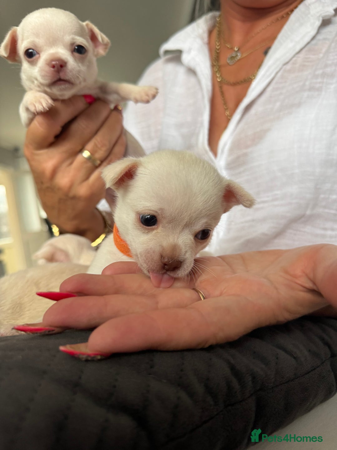 Chihuahua dogs for sale: 🐶 tiny chihuahua pups - Image 10