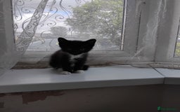 Mixed Breed cats for sale: Four adorable black and white kittens  - Image 1