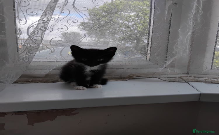 Mixed Breed cats - Advert 13