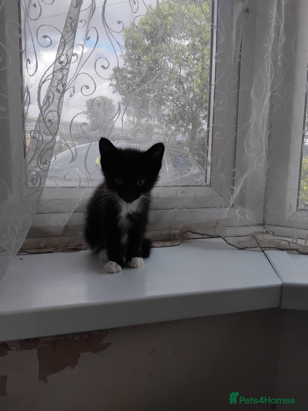 Mixed Breed cats for sale: Four adorable black and white kittens  - Image 1