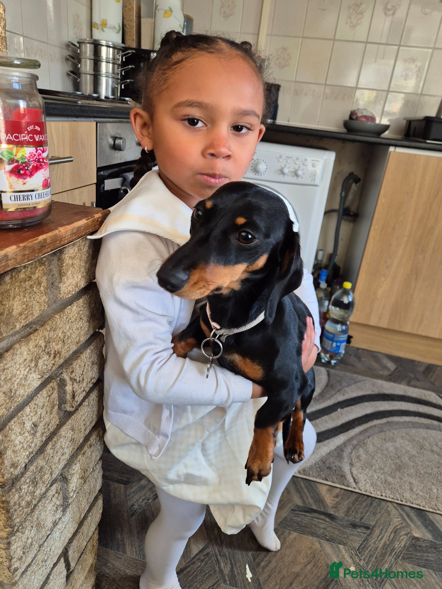 Dachshund dogs for sale: Female in Doncaster - Advert 6