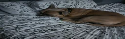 American Bully dogs for sale: Dozer - 1 year Pocket Bully in Loughborough - Advert 3