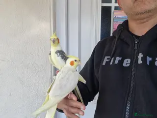 Cockatiels birds Super hand tamed cockatiel for sale - Advert 8