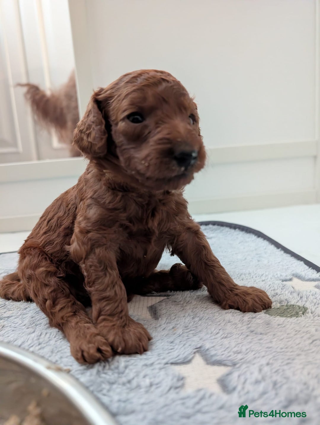 Miniature Poodle dogs for sale: Stunning red miniature poodle - Advert 14