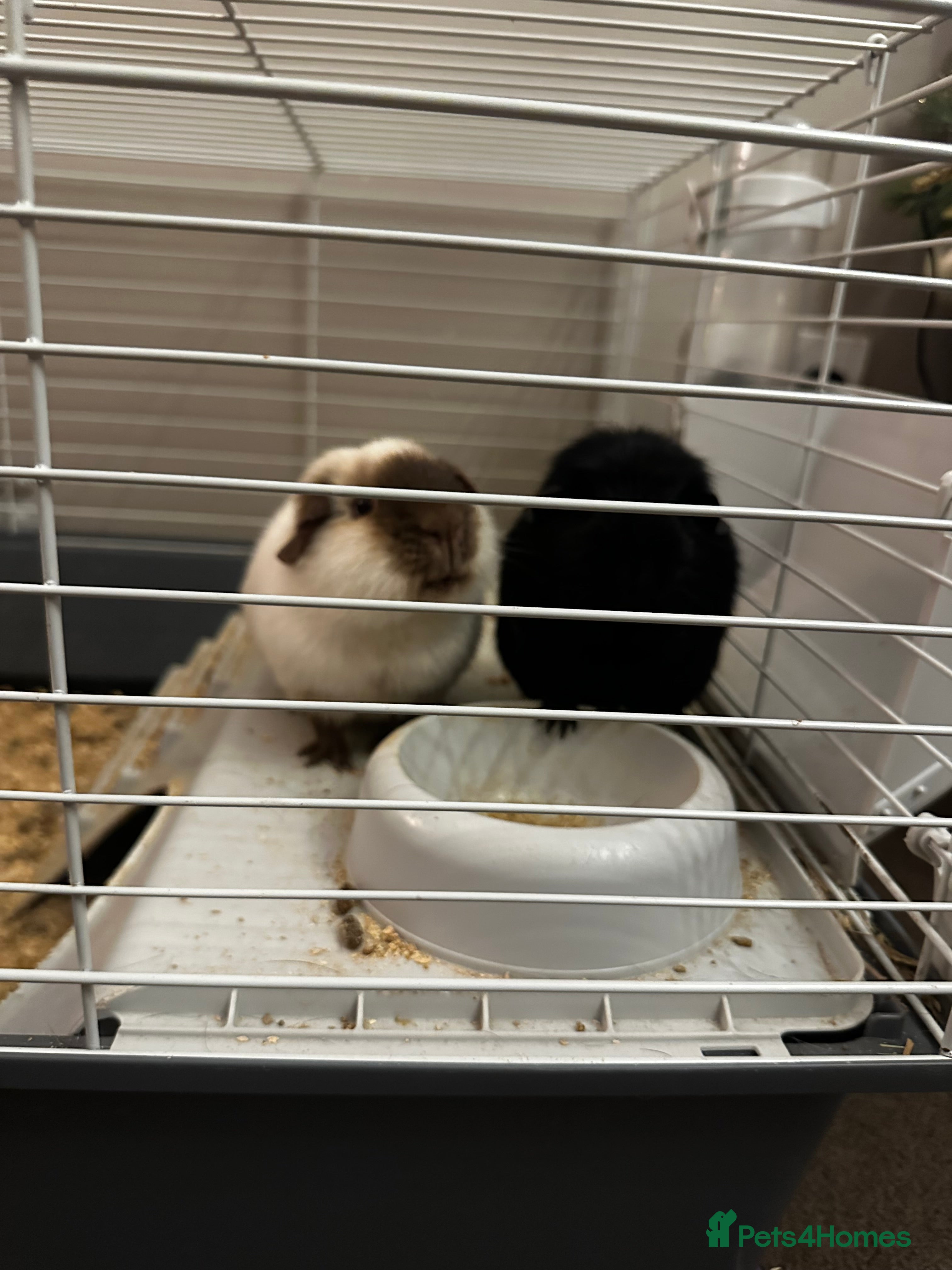 Guinea Pig rodents 2 Male Guinea Pigs - Advert 1