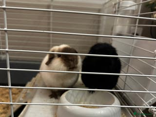 Guinea Pig rodents 2 Male Guinea Pigs - Advert 4