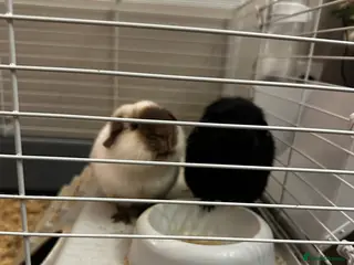 Guinea Pig rodents 2 Male Guinea Pigs - Advert 10