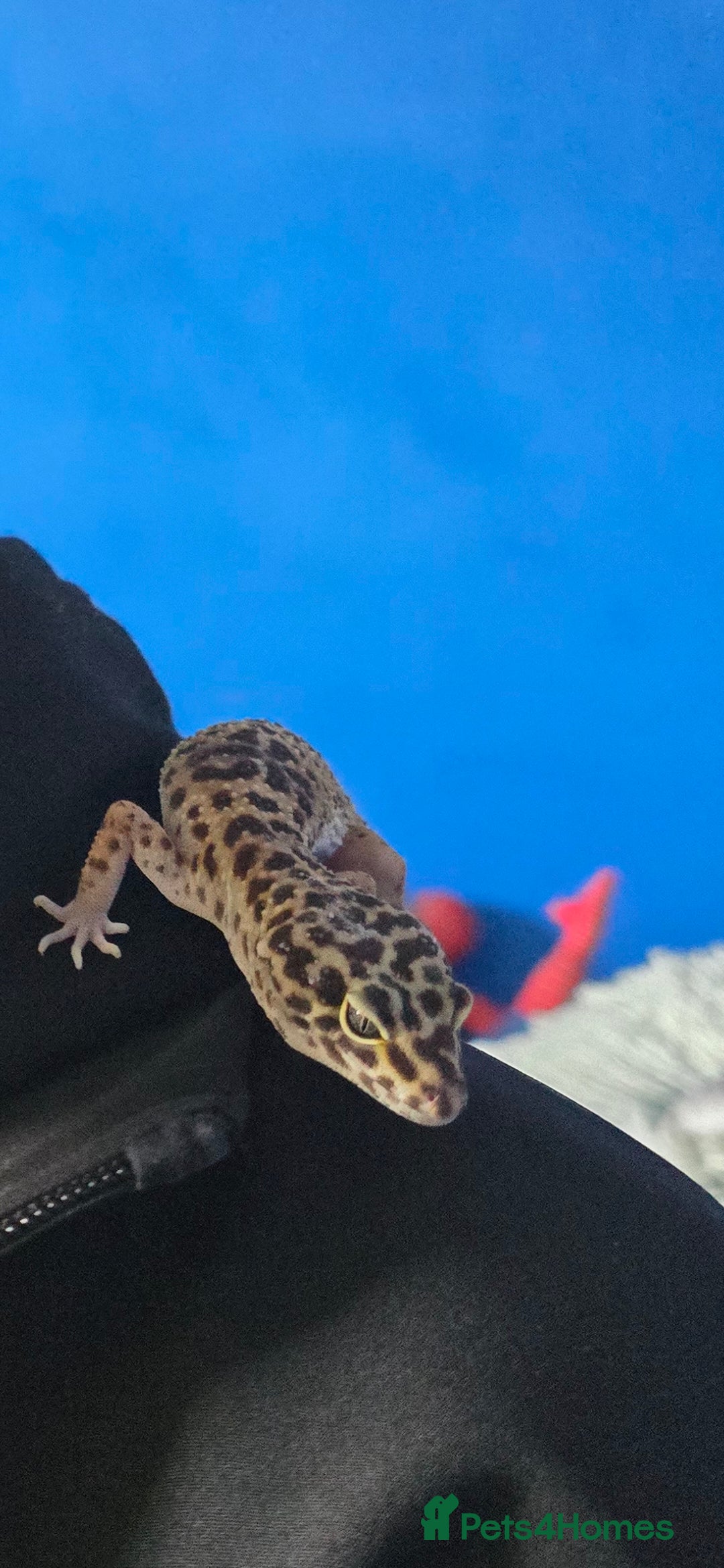 Leopard Gecko reptiles for sale: 7 months old Female leopard gecko  - Advert 10