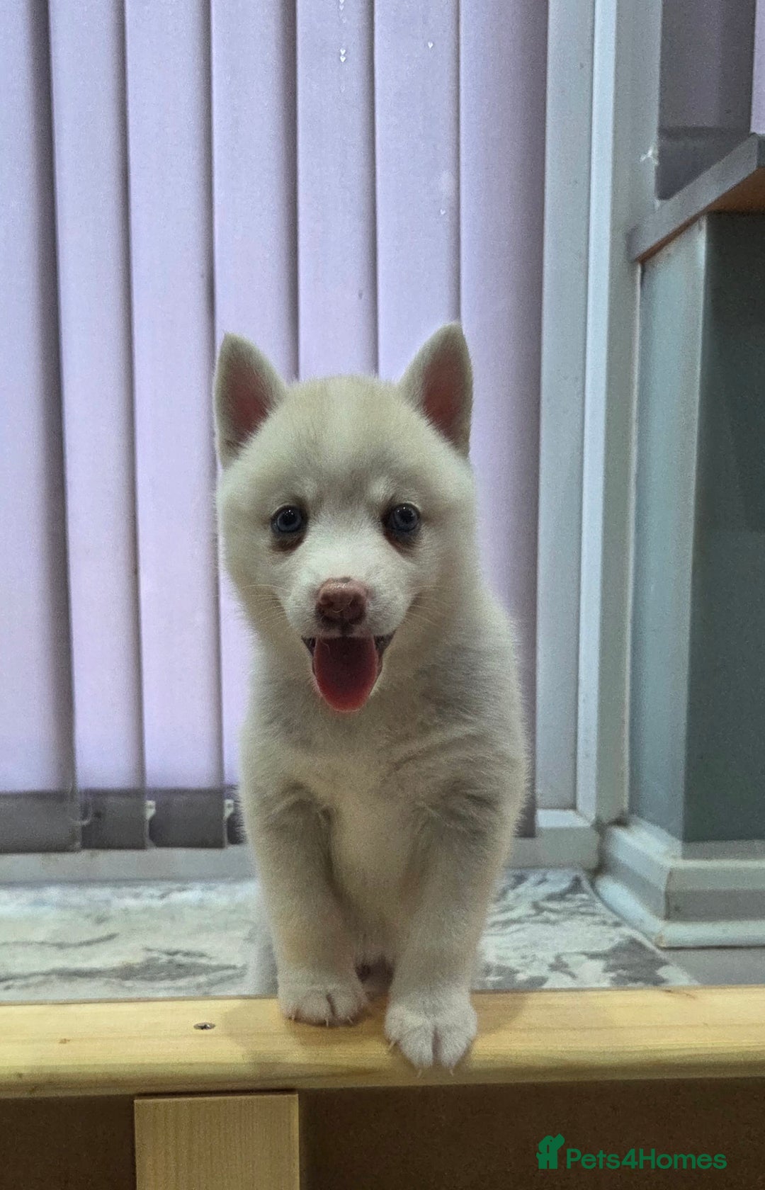Siberian Husky dogs for sale: Perfect Mini Husky puppies - Image 3