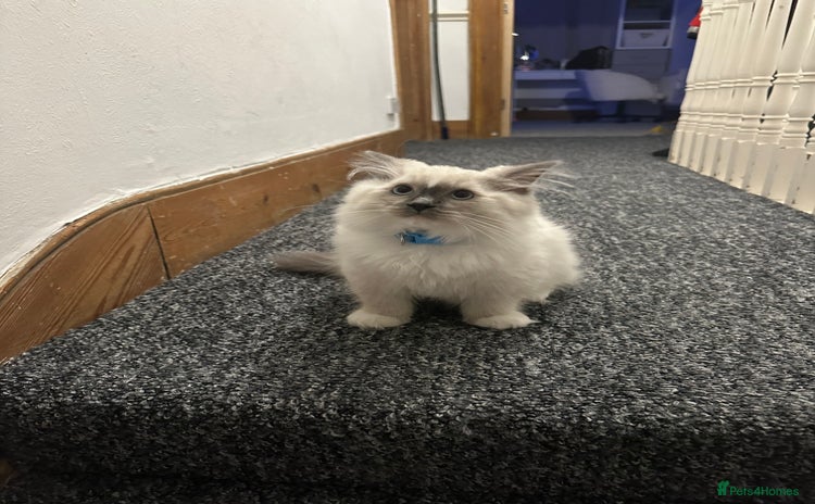 Ragdoll cats - Advert 3