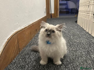 Ragdoll cats - Advert 31