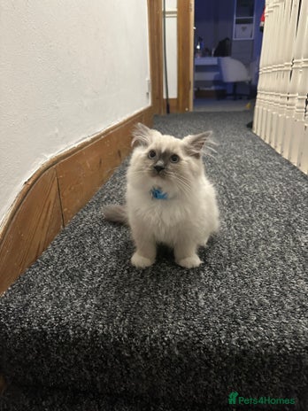 Ragdoll cats - Advert 3