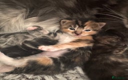 Mixed Breed cats for sale: 4 beautiful mixed breed kittens  - Image 2