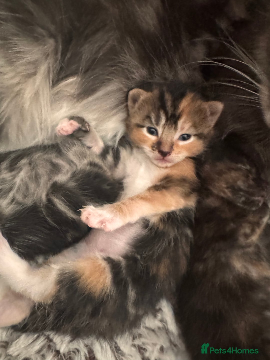 Mixed Breed cats for sale: 4 beautiful mixed breed kittens  - Image 2