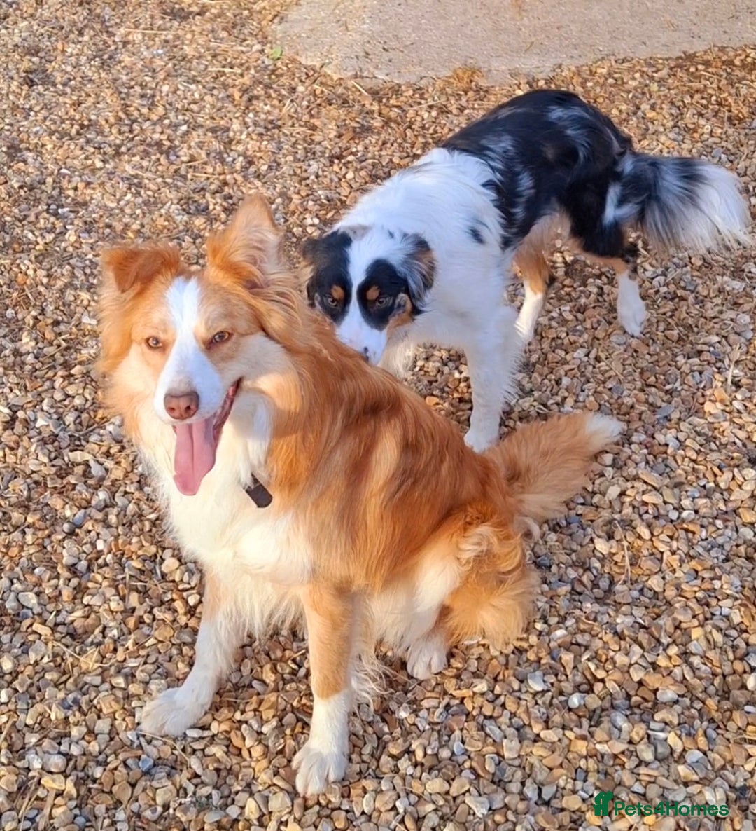 Border Collie dogs for sale: Rare sable merle long coat collie puppies  - Advert 2