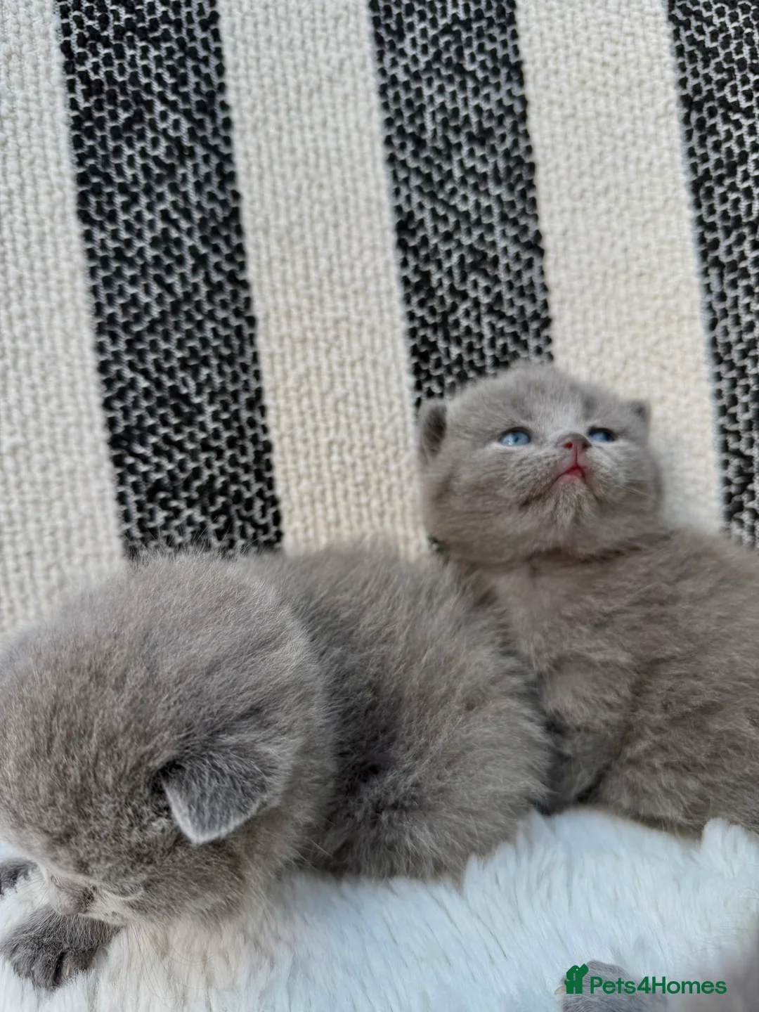 British Shorthair cats for sale: British Shorthair 💝 - Advert 7