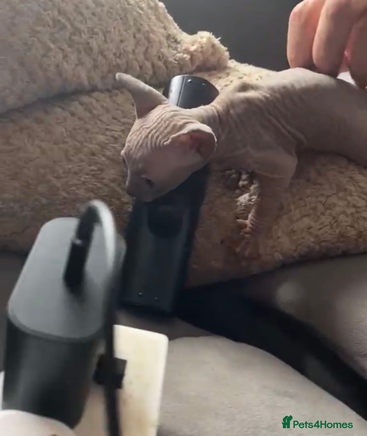 Sphynx cats Spynx kitten  - Advert 2