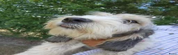 Basset Griffon Vendeen dogs for sale: Griffon grand bassets  - Advert 4