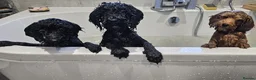 Cockapoo dogs for sale: Cockerpoo F1b Pups for sale (Only 1 left) - Advert 7