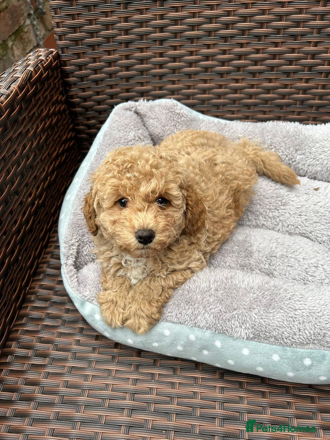 Poochon dogs for sale: Poochon male puppies  - Image 9