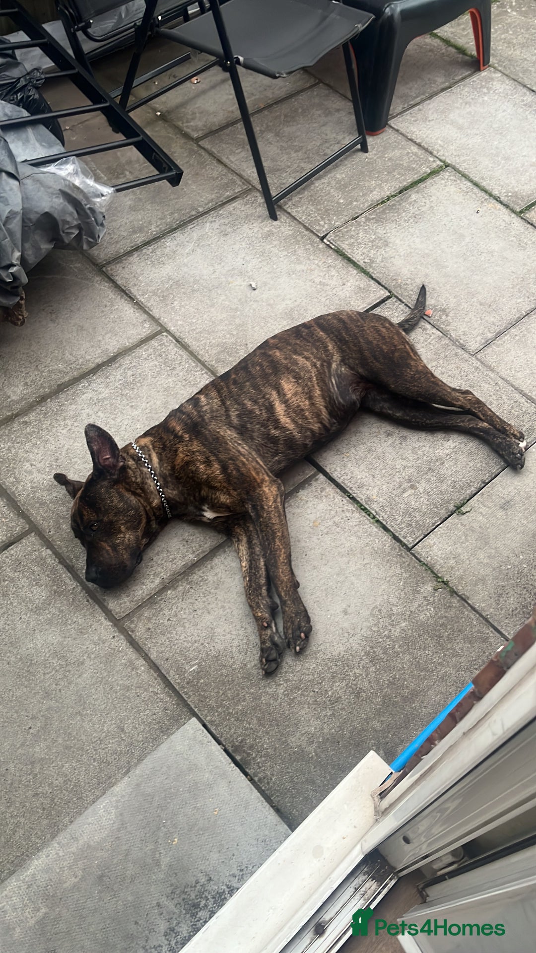 Presa Canario dogs for sale: Presa canario  - Image 2