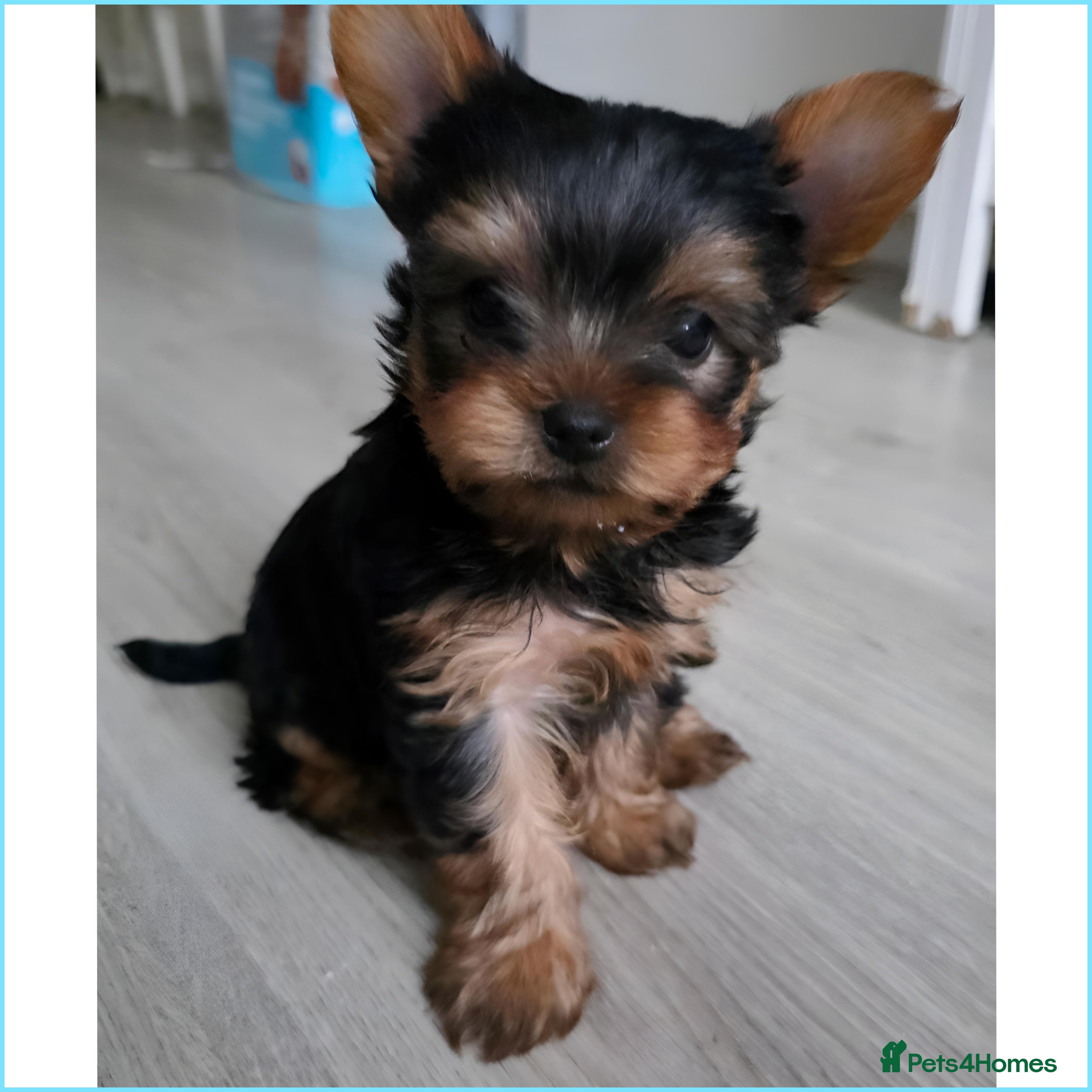 Yorkshire Terrier dogs Yorkshire terrier🐶KC.reg 5 gen.Pedigree 🏆💕 - Advert 2