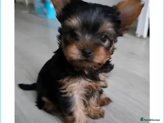 Yorkshire Terrier dogs Yorkshire terrier🐶KC.reg 5 gen.Pedigree 🏆💕 - Advert 2