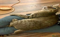 Arabian Mau cats for adoption: Kevin is looking for his human  - Advert 4