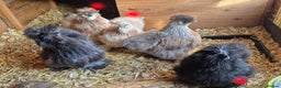 Chickens poultry for sale: Silkie Chickens Hens Free  - Advert 2