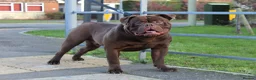 Olde English Bulldogge dogs for sale: Beautiful Olde English bulldogge puppies for sale  - Advert 7