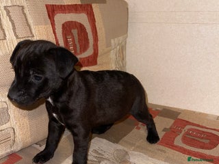 Patterdale Terrier dogs Patterdale terrier puppies - Advert 2