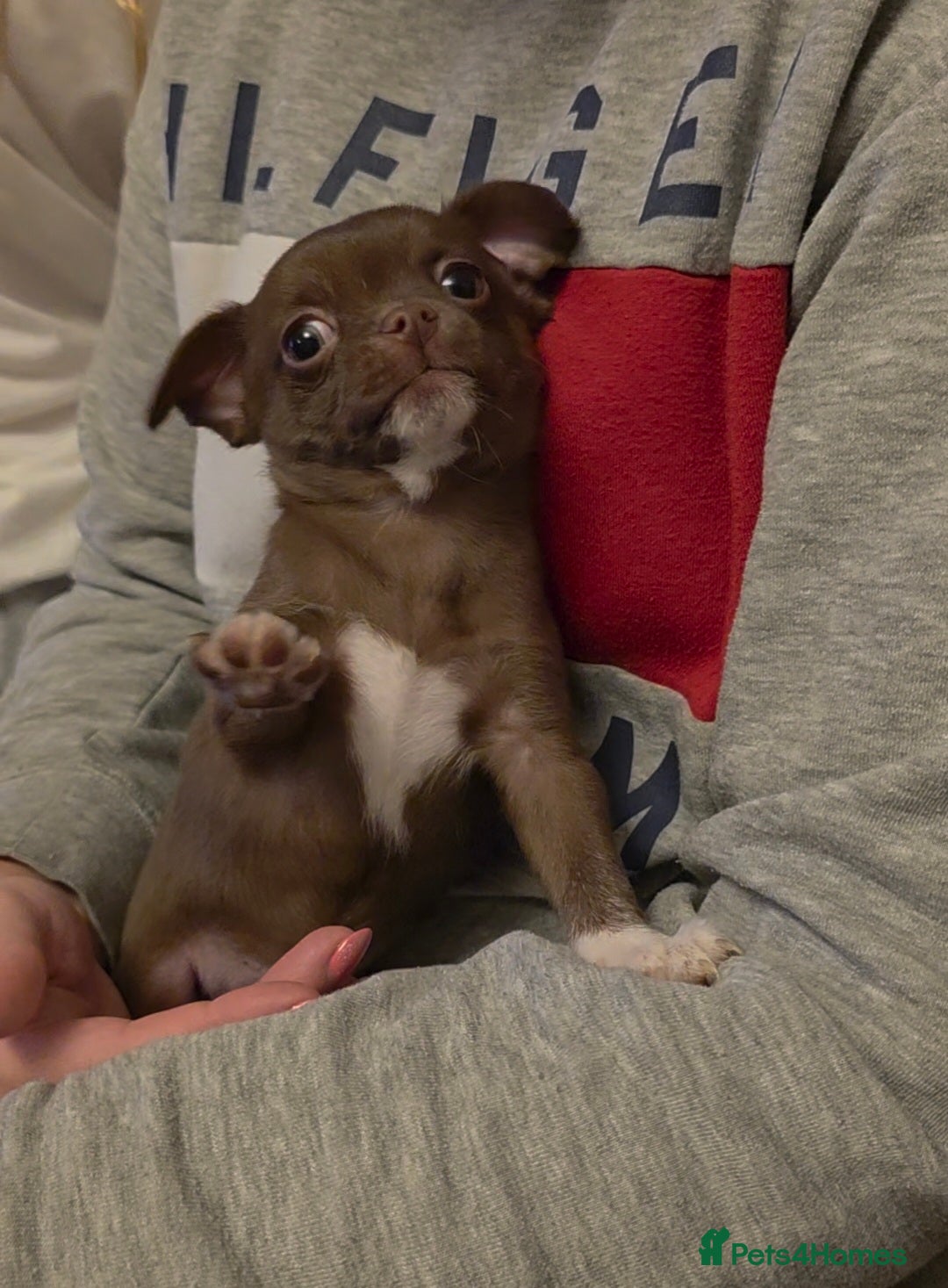 Chihuahua dogs for sale: Stunning Chocolate Chihuahua Puppies 🐶  - Image 5