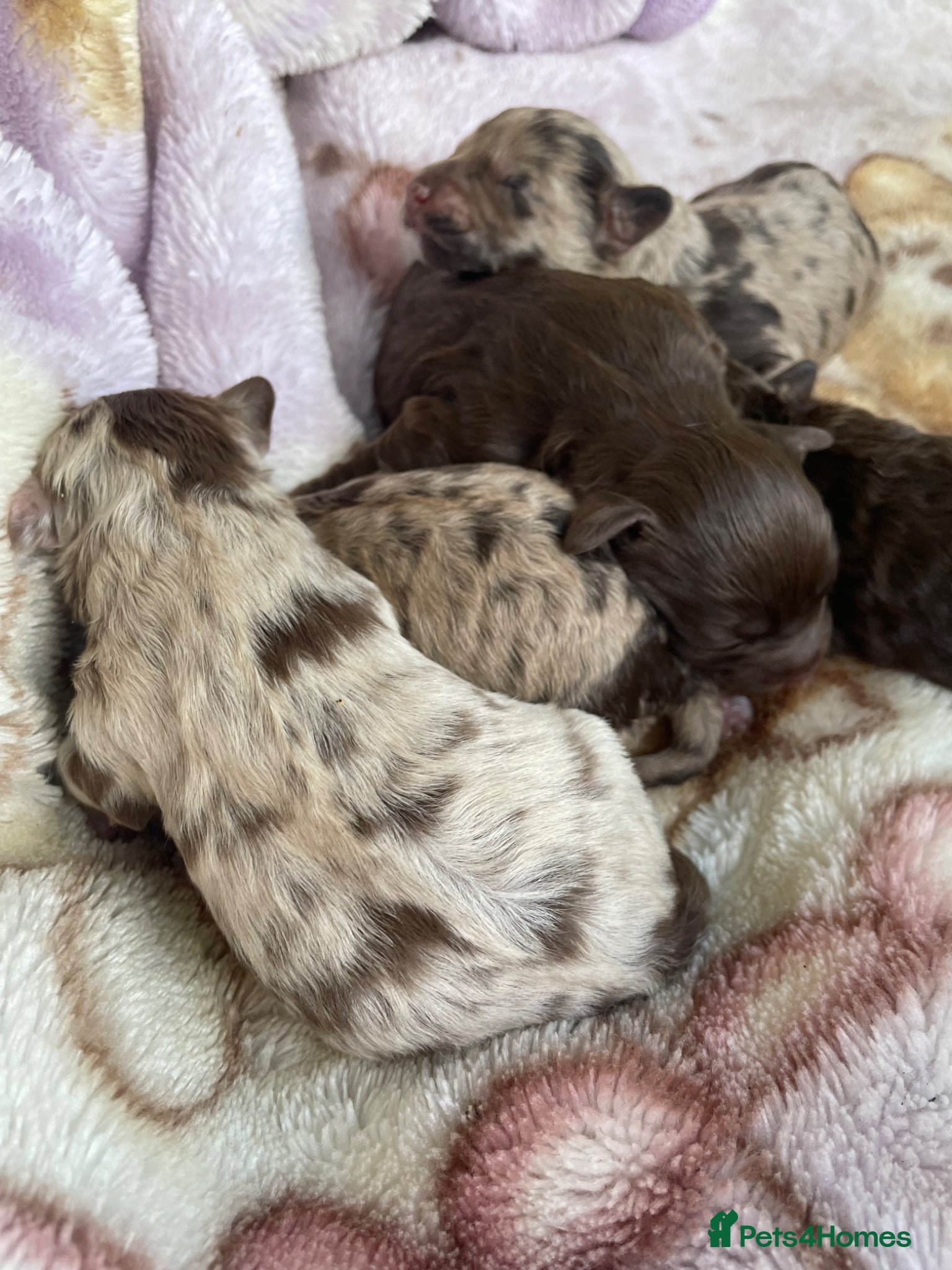Cavapoo dogs Stunning Merle F1b cavapoo puppies for sale  - Advert 13