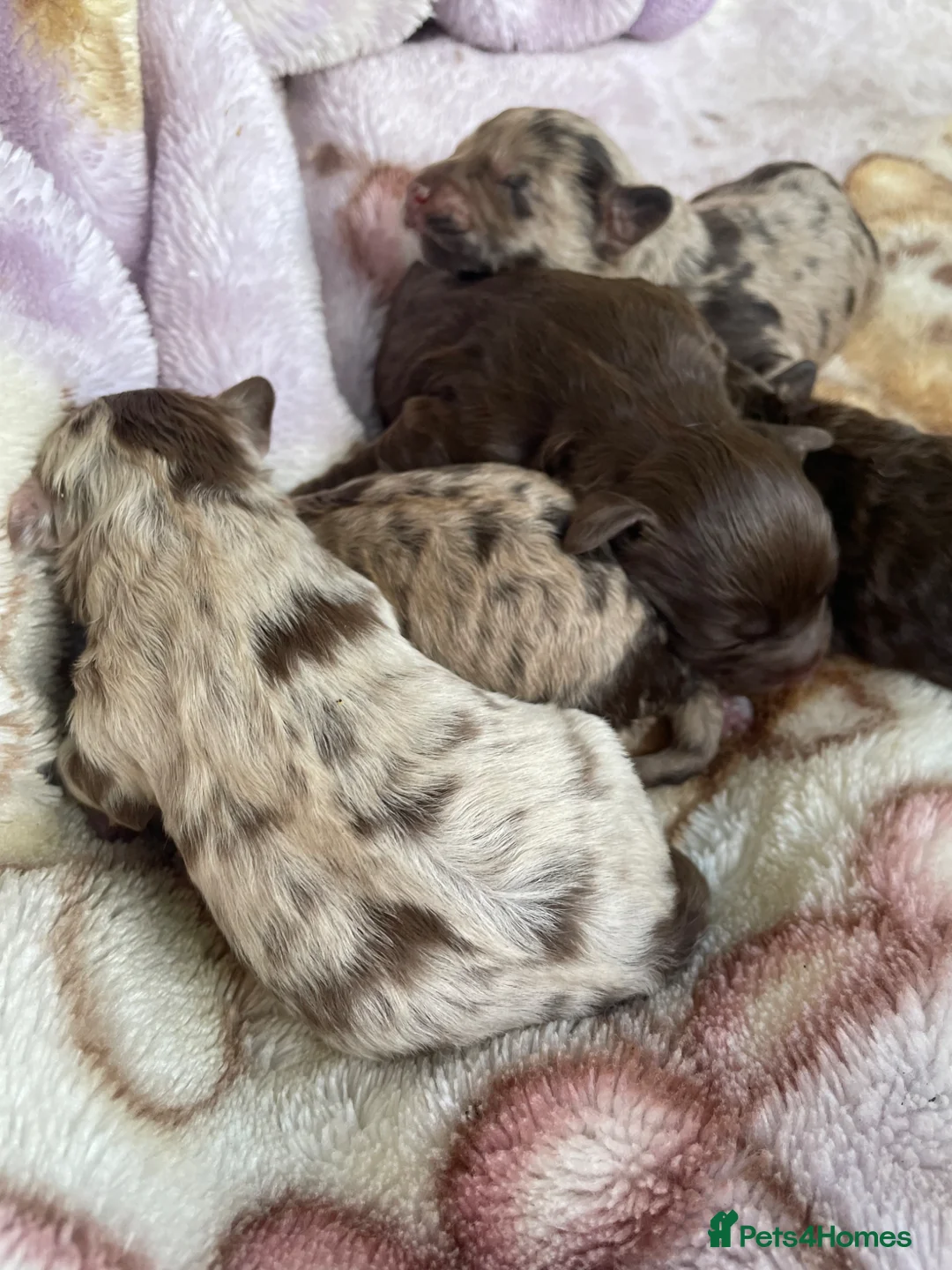 Cavapoo dogs for sale: Stunning Merle F1b cavapoo puppies for sale  - Advert 1
