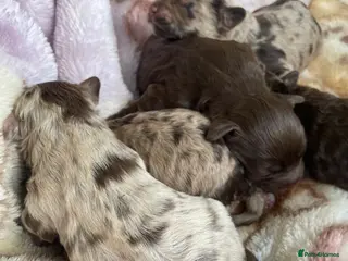 Cavapoo dogs Stunning Merle F1b cavapoo puppies for sale - Advert 13