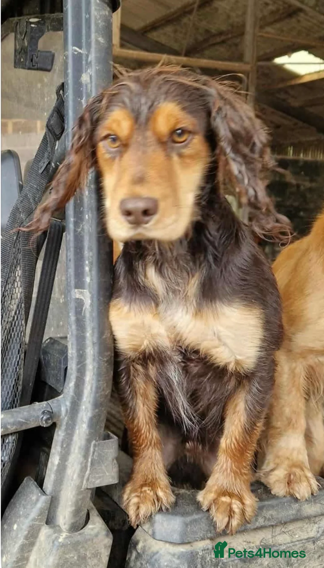 Cocker Spaniel dogs for sale: Working cocker spaniel pups - Advert 2