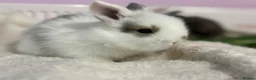 Lionhead rabbits for sale: Beautiful double lionhead/mini lop bunnies 🐰  - Advert 4