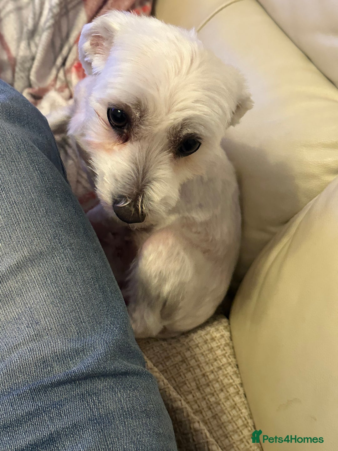 Maltese dogs for sale: Very Timid Maltese girl looking for a safe home  - Advert 5