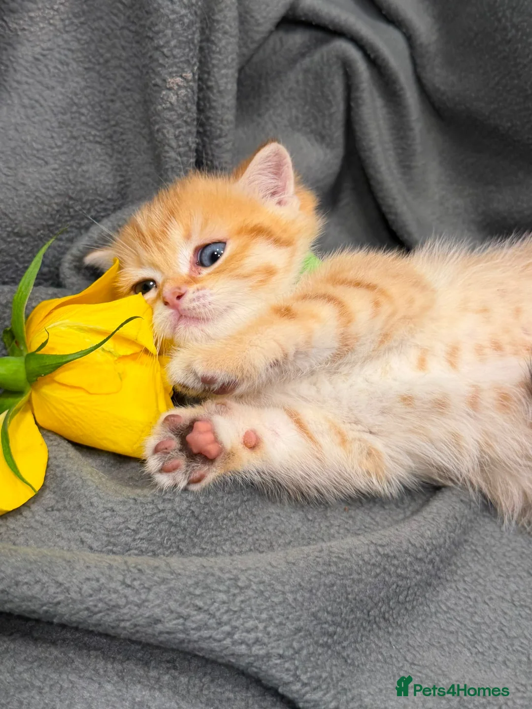 British Shorthair cats for sale: ✨Golden British Shorthair kittens ✨ - Advert 20