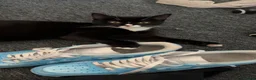 Mixed Breed cats for sale: Kittens need a new home in Wolverhampton - Advert 2