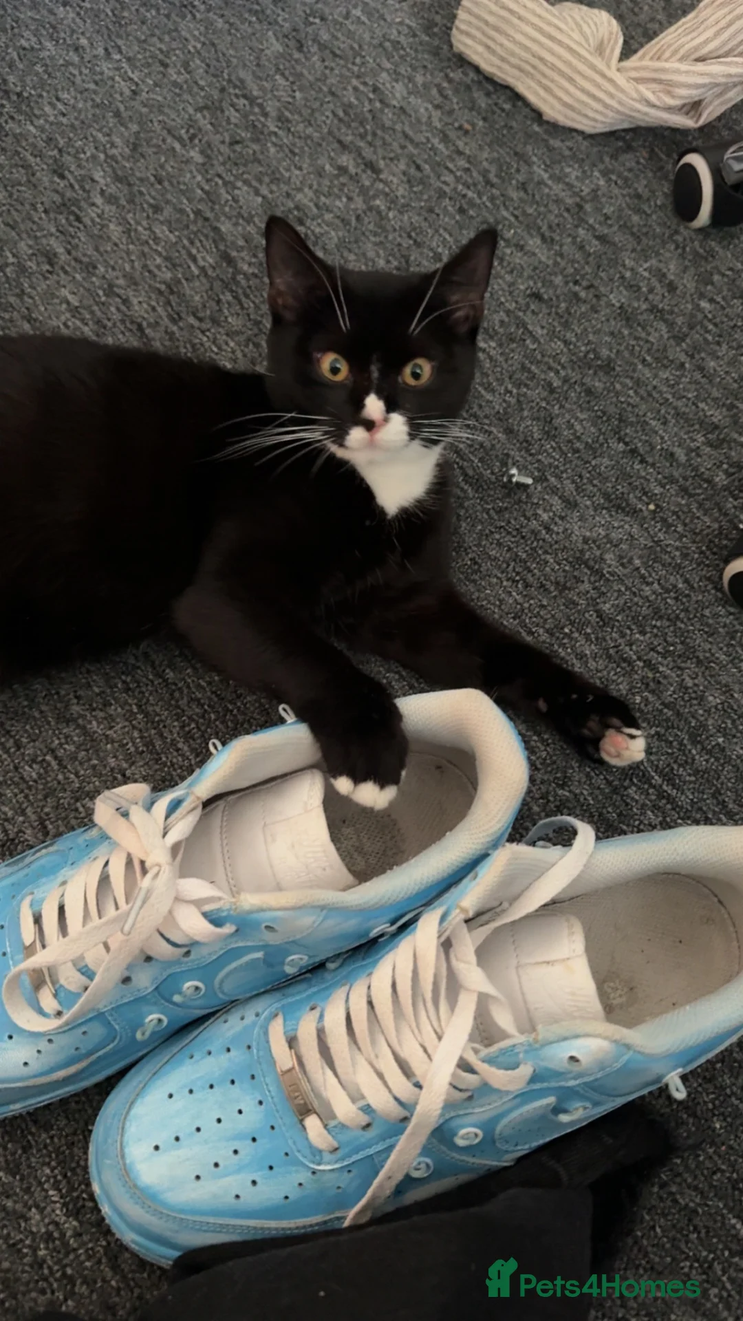 Mixed Breed cats for sale: Kittens need a new home in Wolverhampton - Advert 2