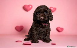 Cockapoo dogs for sale: *READY NOW* girls F1 CHOCOLATE DNA CLEAR  - Image 2