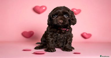 Cockapoo dogs - Advert 5