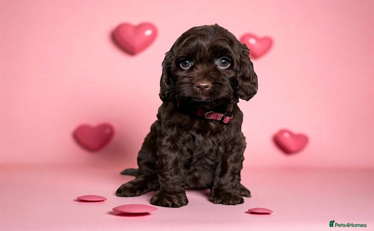 Cockapoo dogs - Advert 6
